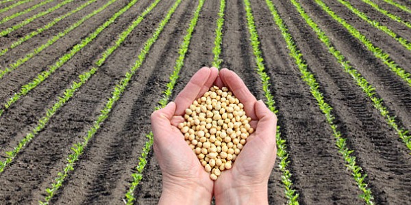 SKB seed