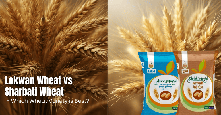 There are Many Variations of Available