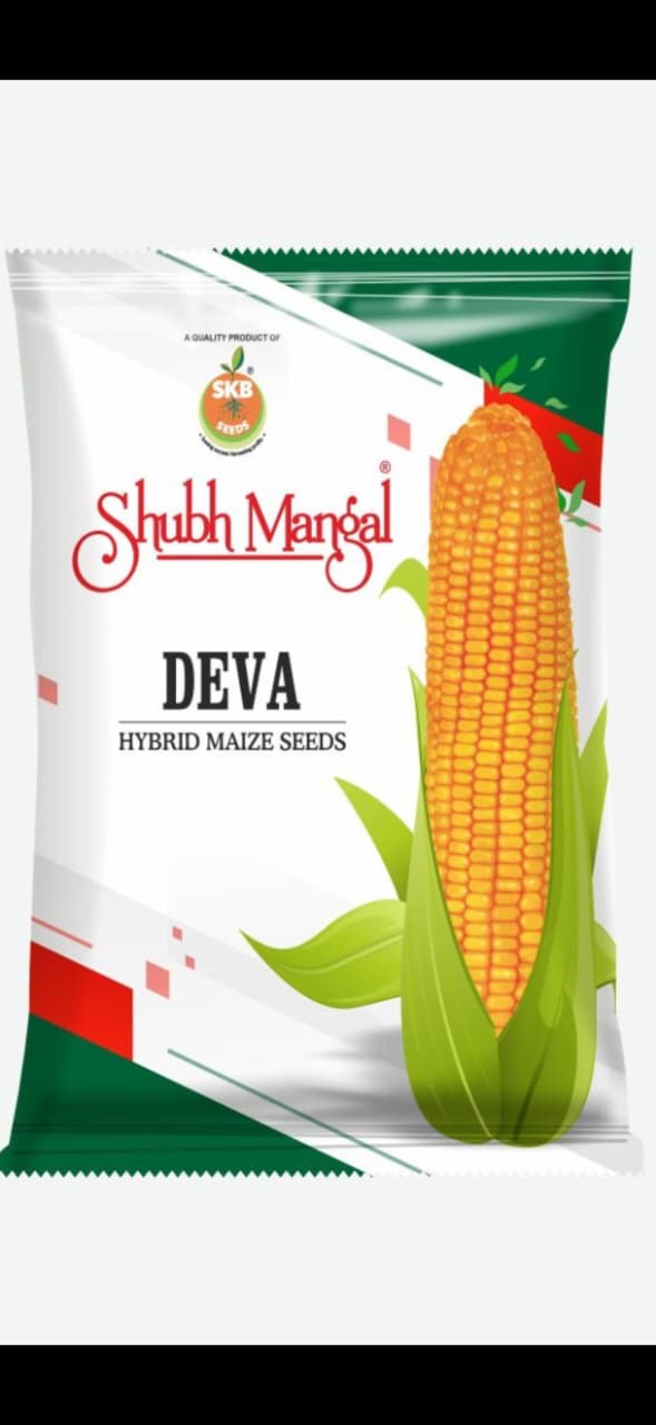 Deva - Maize Seeds in Maharshtra 